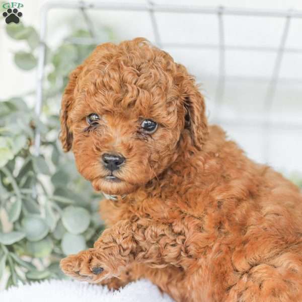 Kyler, Goldendoodle Puppy