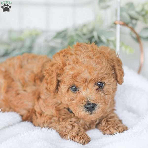 Karson, Goldendoodle Puppy