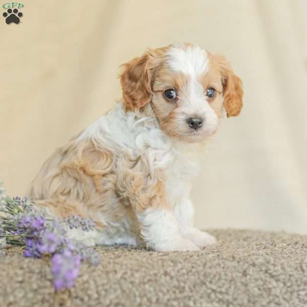 Kyler, Cavapoo Puppy