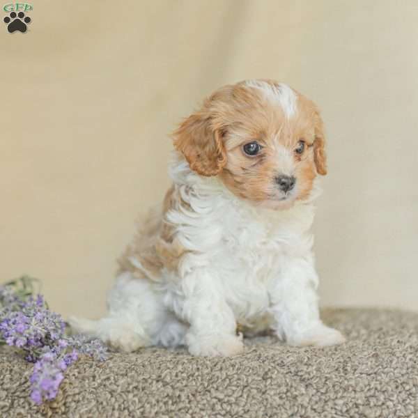 Kaleb, Cavapoo Puppy