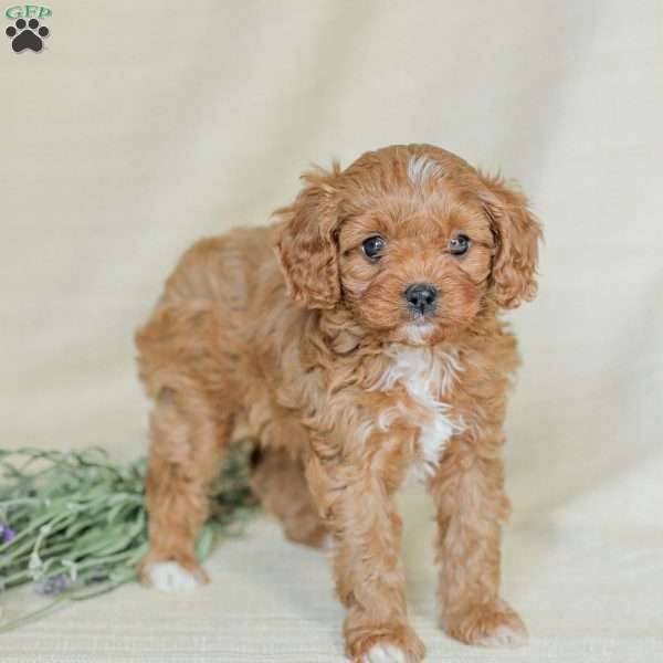 Kimberly, Cavapoo Puppy