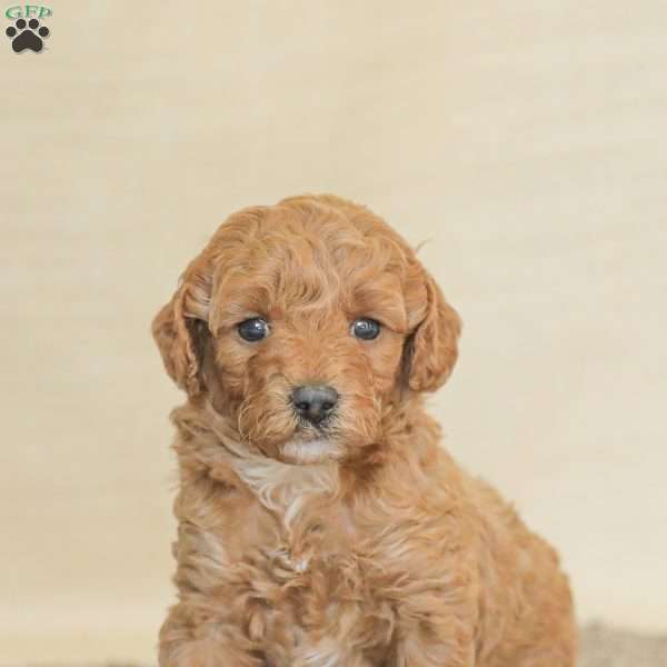 Lacey, Mini Goldendoodle Puppy