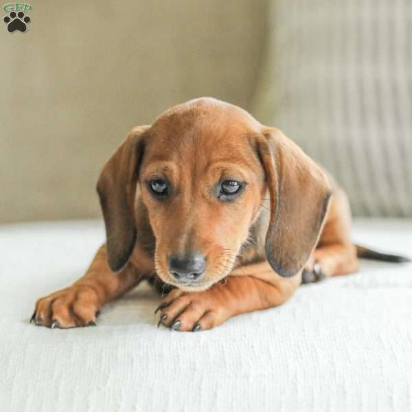 Frisco – Mini, Dachshund Puppy