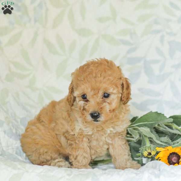 Lila, Mini Goldendoodle Puppy