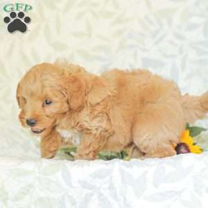 Landon, Mini Goldendoodle Puppy