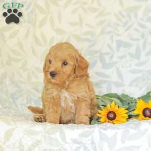 Landon, Mini Goldendoodle Puppy