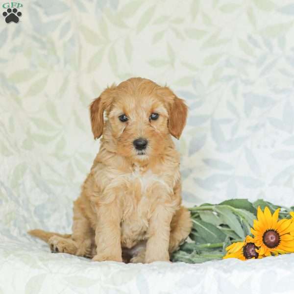 Lana, Mini Goldendoodle Puppy