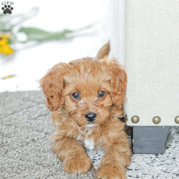 Katie, Cavapoo Puppy