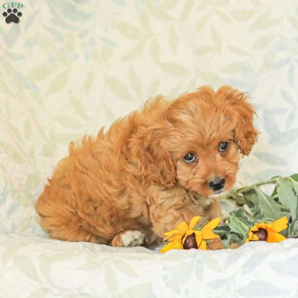 Kaylee, Cavapoo Puppy