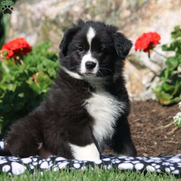 Aaron, Miniature Australian Shepherd Mix Puppy