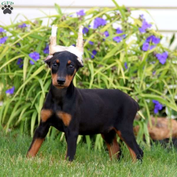 Abby, Doberman Pinscher Puppy