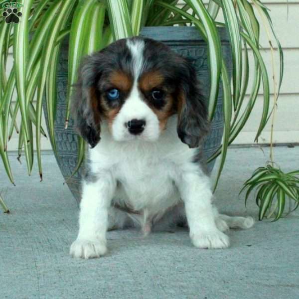 Abel, Cavalier King Charles Spaniel Puppy