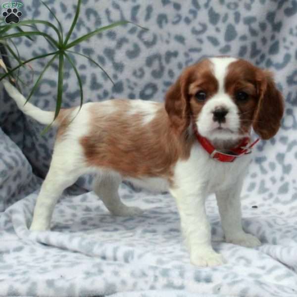 Abigail, Cavalier King Charles Spaniel Puppy