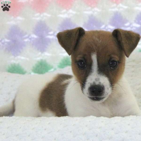 Abigail, Jack Russell Terrier Puppy