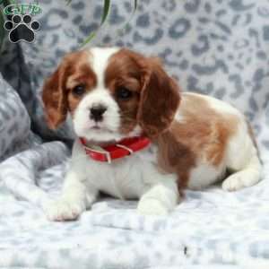 Abigail, Cavalier King Charles Spaniel Puppy