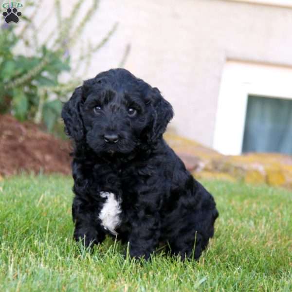 Ace, Labradoodle Puppy