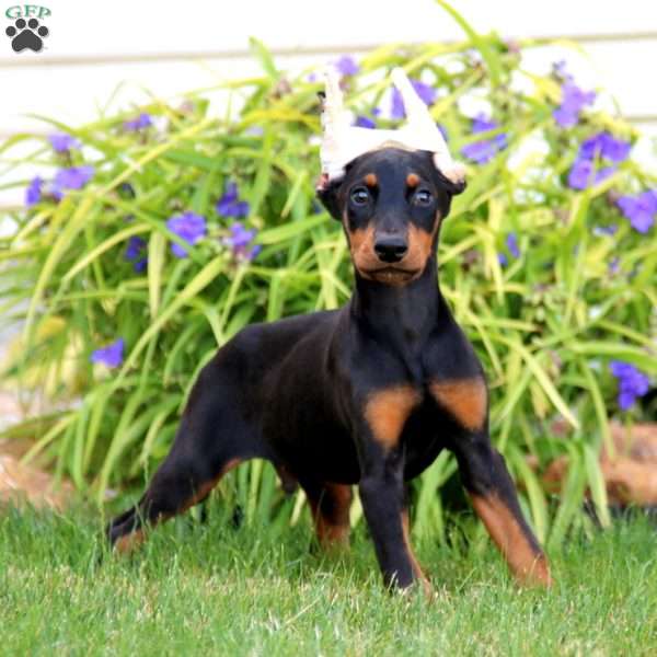 Ace, Doberman Pinscher Puppy