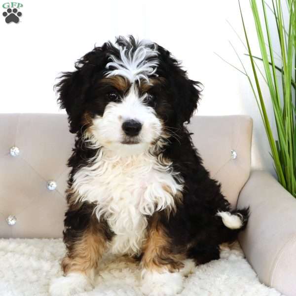 Ace, Mini Bernedoodle Puppy