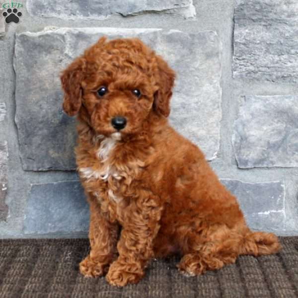 Addie, Miniature Poodle Puppy