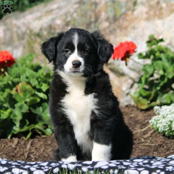 Addison, Miniature Australian Shepherd Mix Puppy