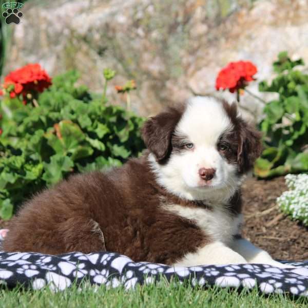 Adrian, Miniature Australian Shepherd Mix Puppy