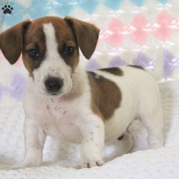 Agusto, Jack Russell Terrier Puppy