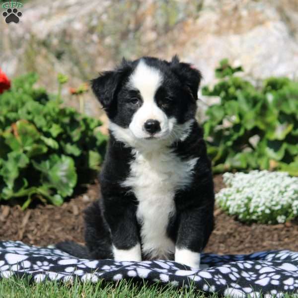 Aiden, Miniature Australian Shepherd Mix Puppy