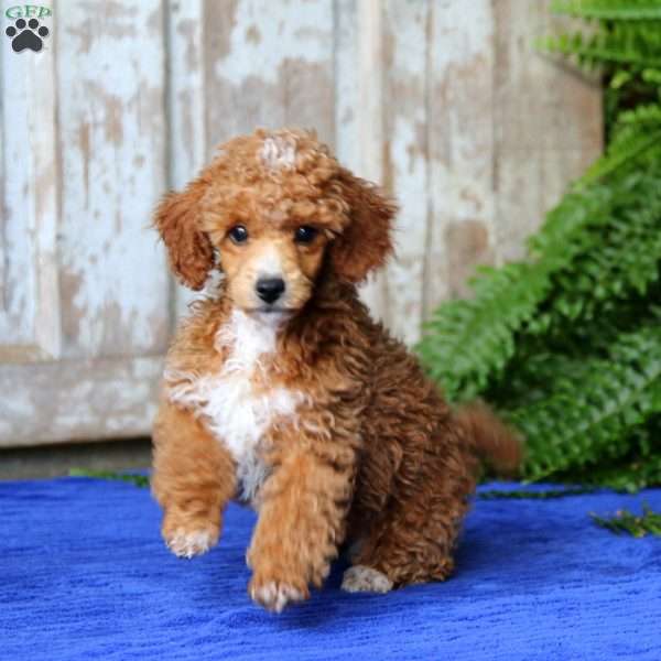 Alec, Toy Poodle Puppy