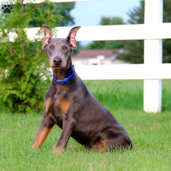 Alec, Doberman Pinscher Puppy