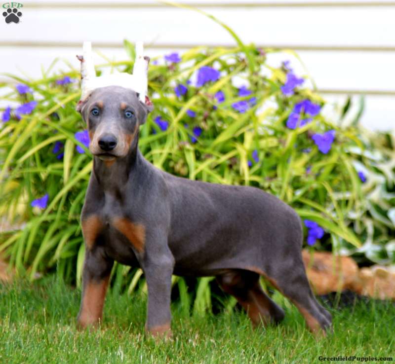 Alec - Doberman Pinscher Puppy For Sale in Pennsylvania