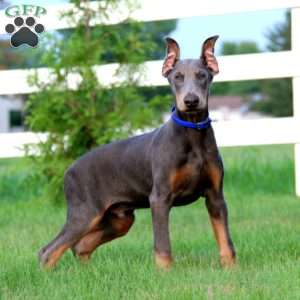 Alec, Doberman Pinscher Puppy