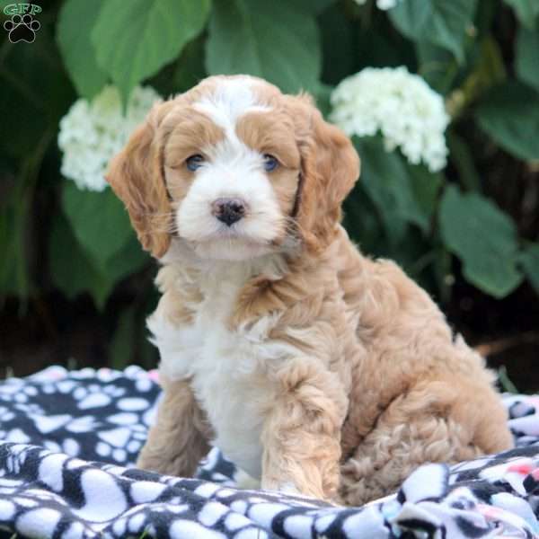 Alex, Cockapoo Puppy