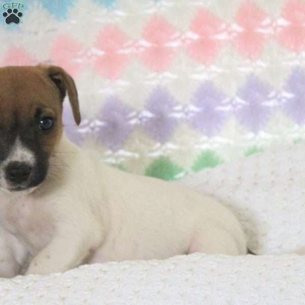 Alfino, Jack Russell Terrier Puppy