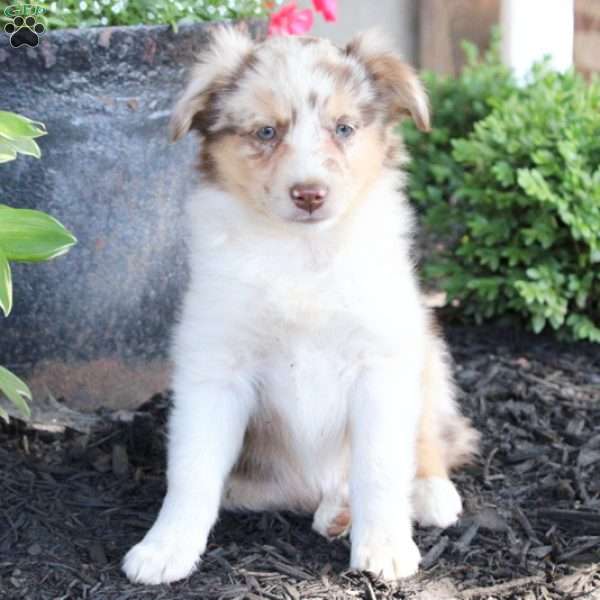 Alice, Miniature Australian Shepherd Puppy