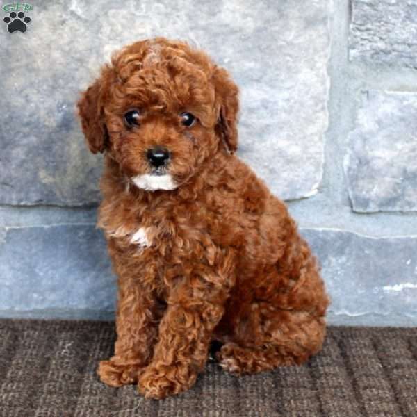 Alice, Miniature Poodle Puppy