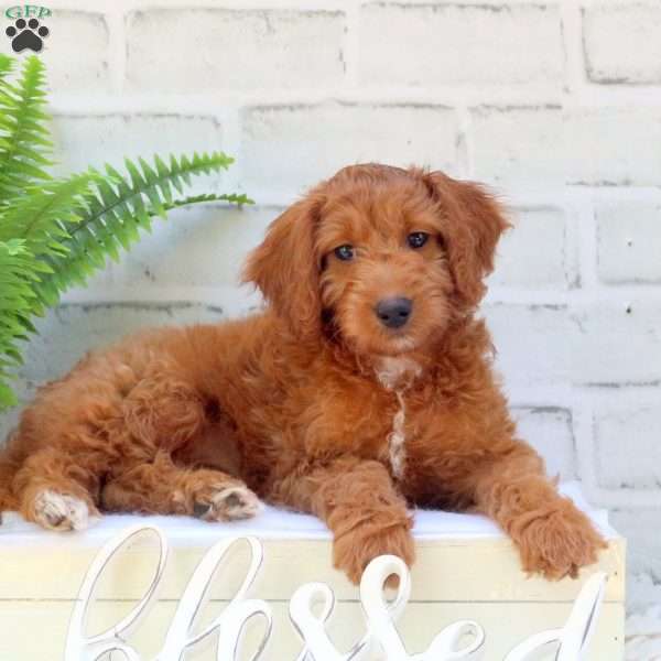 Alicia, Mini Goldendoodle Puppy