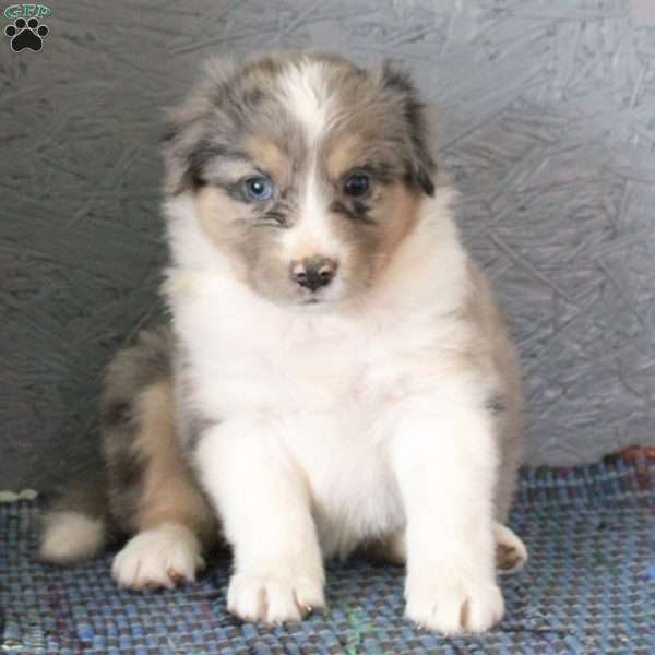 Alicia, Miniature Australian Shepherd Puppy