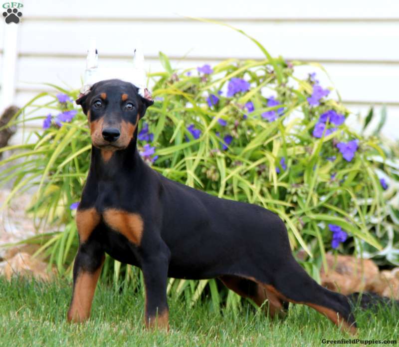 Alisha - Doberman Pinscher Puppy For Sale in Pennsylvania