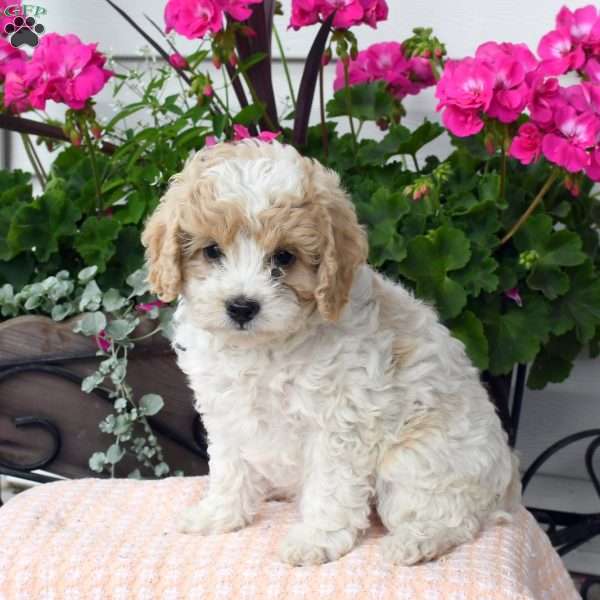 Alissa, Cavapoo Puppy