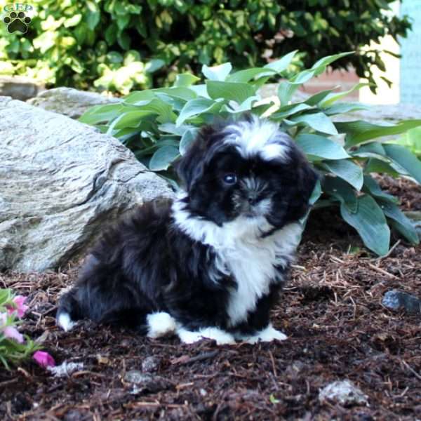 Allie, Shih Tzu Puppy