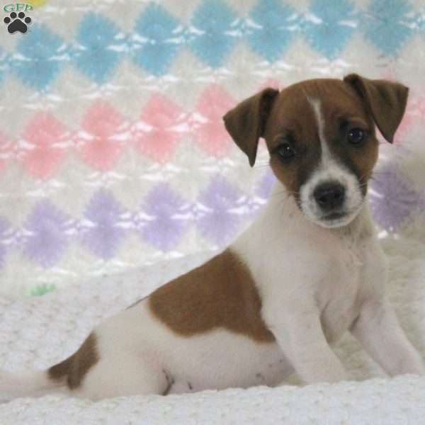 Alvino, Jack Russell Terrier Puppy