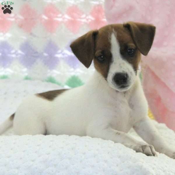 Amanda, Jack Russell Terrier Puppy