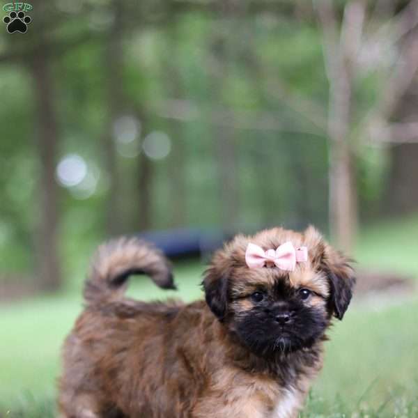 Amber, Lhasa Apso Puppy