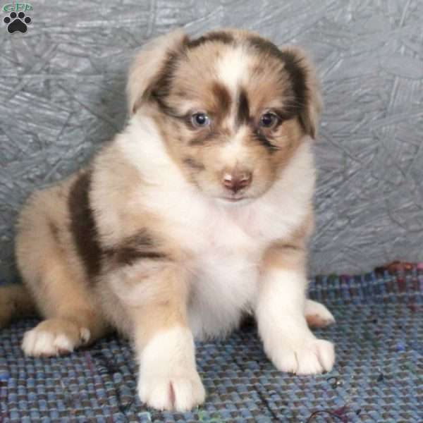 Amber, Miniature Australian Shepherd Puppy