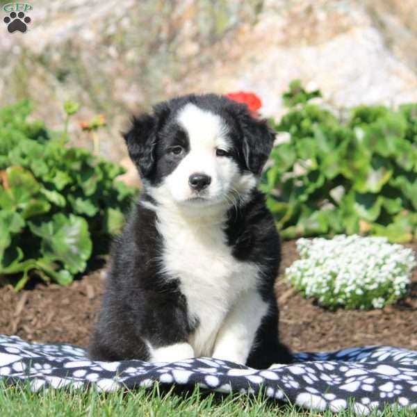 Amelia, Miniature Australian Shepherd Mix Puppy