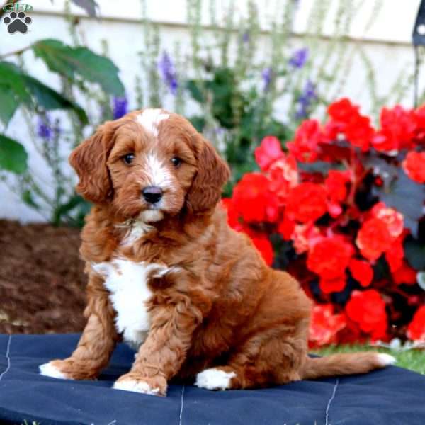 Amy, Labradoodle Puppy