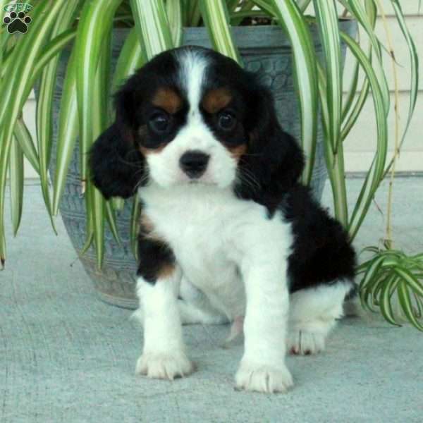 Andy, Cavalier King Charles Spaniel Puppy