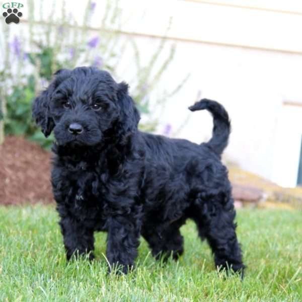 Andy, Labradoodle Puppy