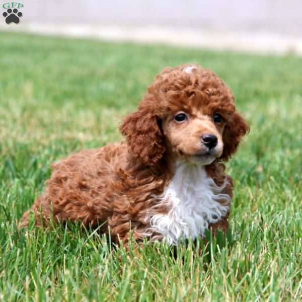 Andy, Toy Poodle Puppy