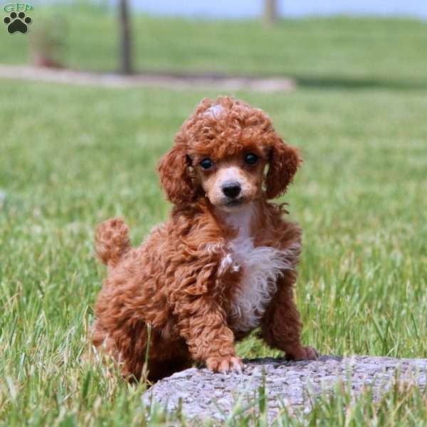 Angel, Toy Poodle Puppy